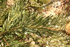 Leucospermum lineare