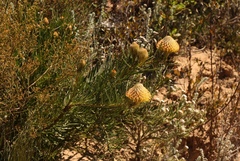 Leucospermum lineare