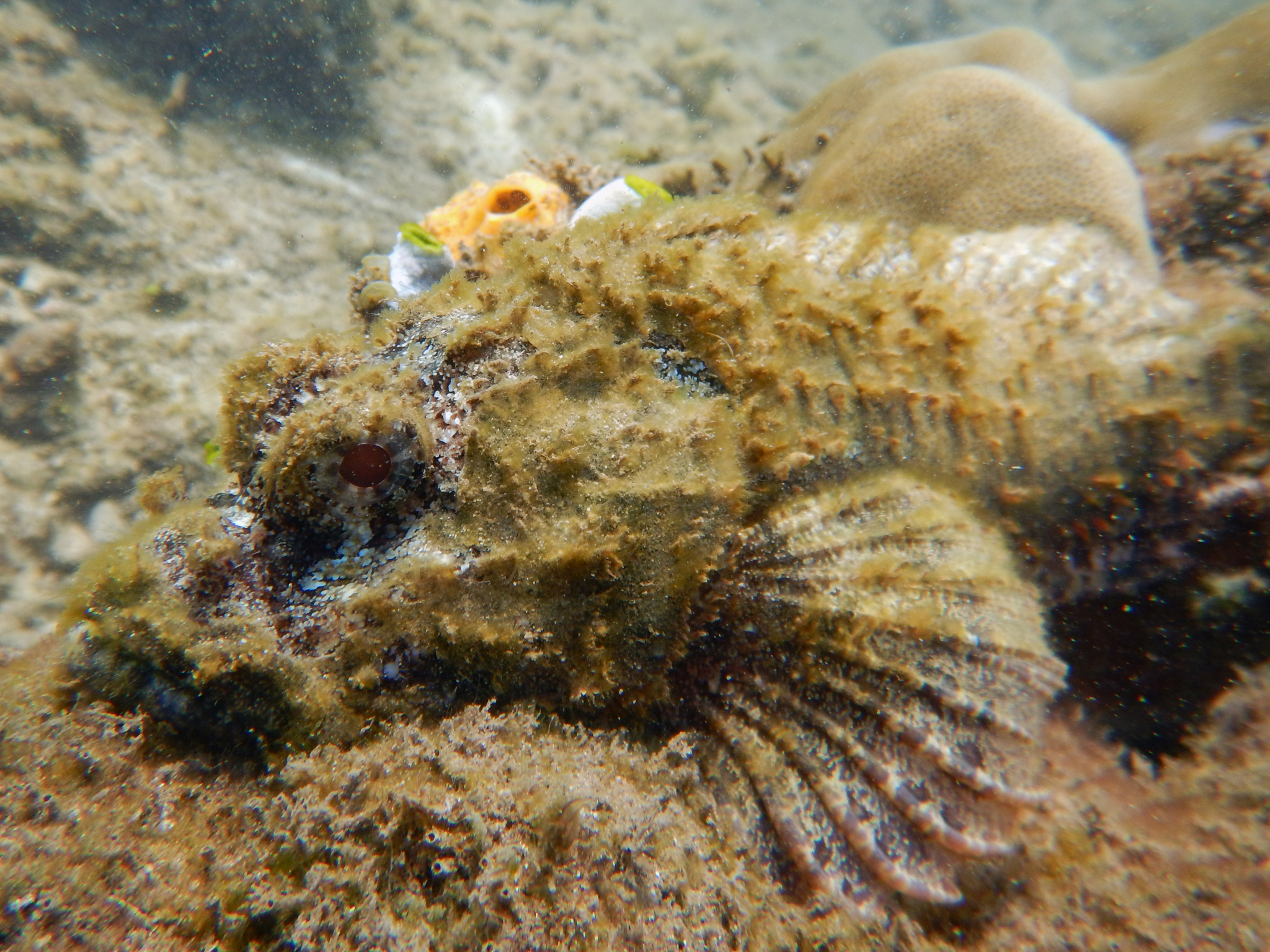 枕脊擬鮋(石崇) Scorpaenopsis venosa