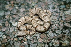 Rock Rattlesnake photo 4