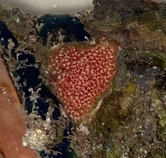 Image of Trematooecia aviculifera