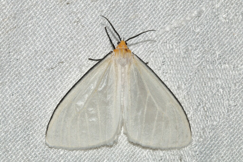 Xenosoma flaviceps