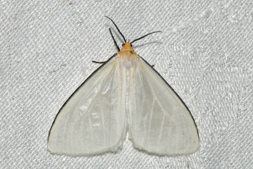 Xenosoma flaviceps