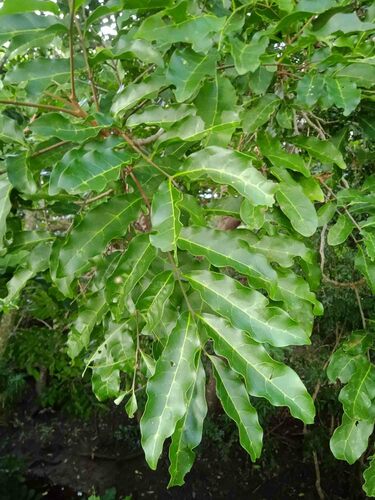 Cupaniopsis trigonocarpa observed 2023-03-12
