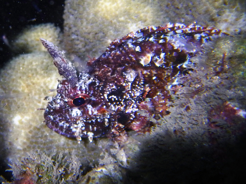 Sebastapistes strongia