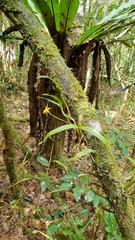 Bulbophyllum auriflorum image