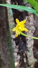 Bulbophyllum auriflorum image