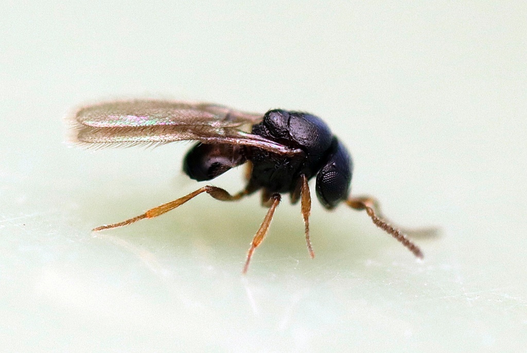 Baeus from Kaeo, New Zealand on March 14, 2022 at 06:12 PM by Tom. Male ...