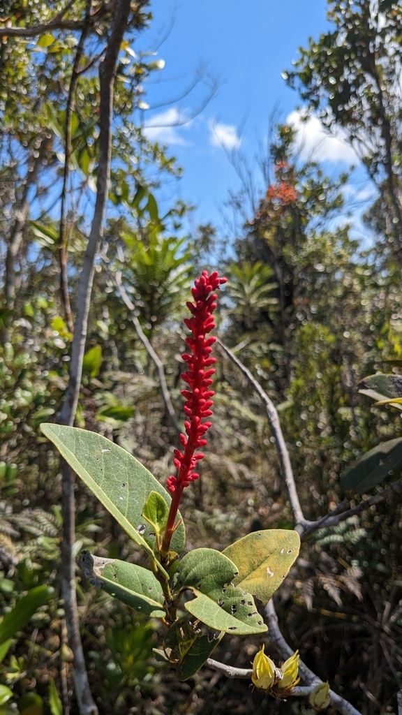 Coccoloba shaferi