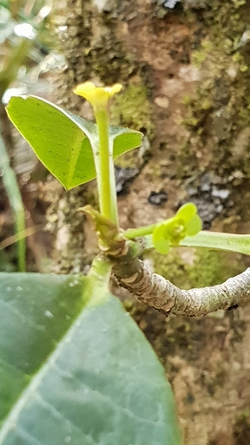 Euphorbia erythroxyloides