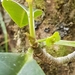 Euphorbia erythroxyloides - Photo (c) alejc,  זכויות יוצרים חלקיות (CC BY-NC)