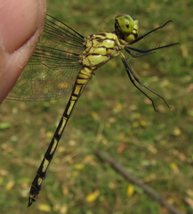 Chalcostephia flavifrons