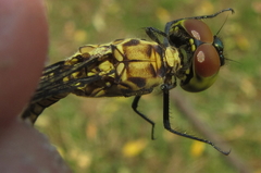 Chalcostephia flavifrons