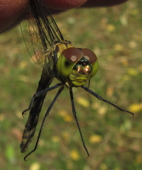 Chalcostephia flavifrons