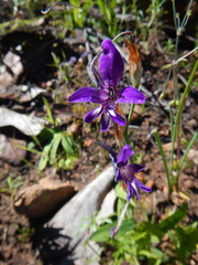 Sparaxis metelerkampiae