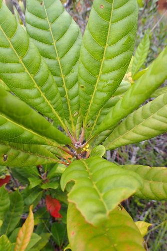 Spiraeanthemum meridionale observed 2023-03-11