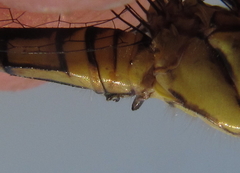 Chalcostephia flavifrons