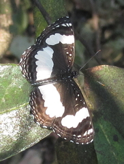Neptis jordani