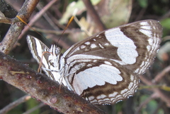 Neptis jordani