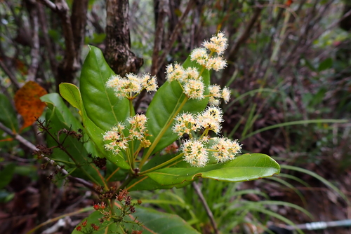 Spiraeanthemum meridionale observed 2023-01-14
