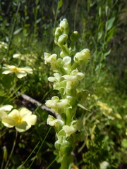 Pterygodium volucris