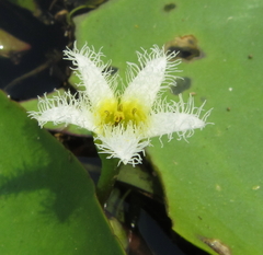 Nymphoides senegalensis