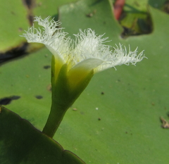 Nymphoides senegalensis