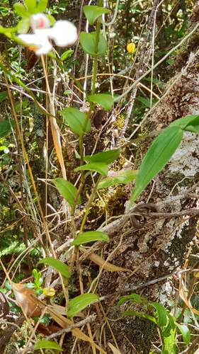 Oeonia rosea