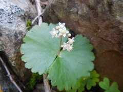 Crassula umbellata