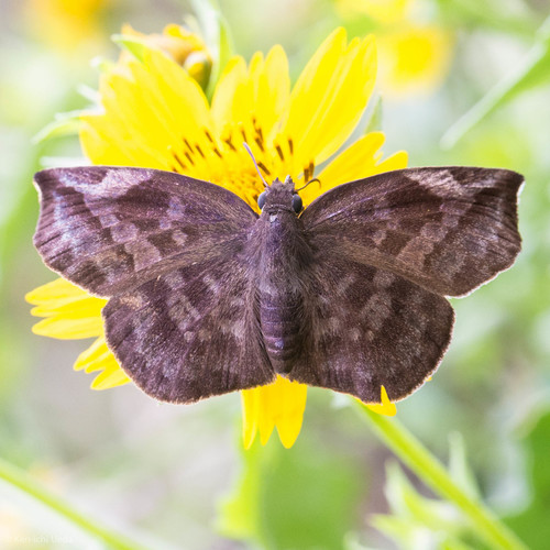 Sickle-winged Skipper
