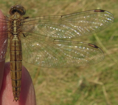 Brachythemis lacustris