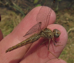 Brachythemis lacustris