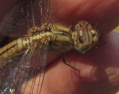 Brachythemis lacustris