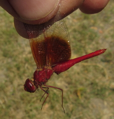 Brachythemis lacustris