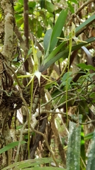 Jumellea stenophylla image
