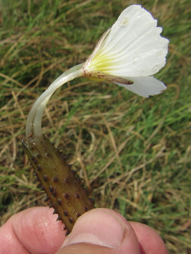 Image of White Waterpistol (Ottelia muricata) by (c) Robert Taylor, some rights reserved (CC BY)