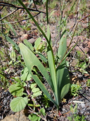 Ixia scillaris