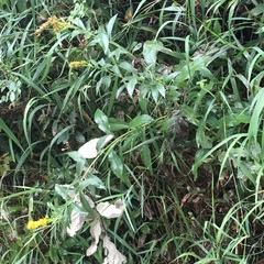 Solidago lepida salebrosa
