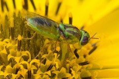 Hedriodiscus trivittatus