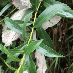 Solidago lepida salebrosa