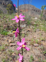Ixia scillaris