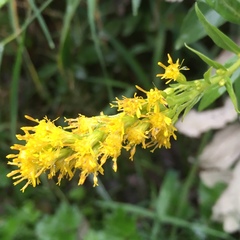 Solidago lepida salebrosa