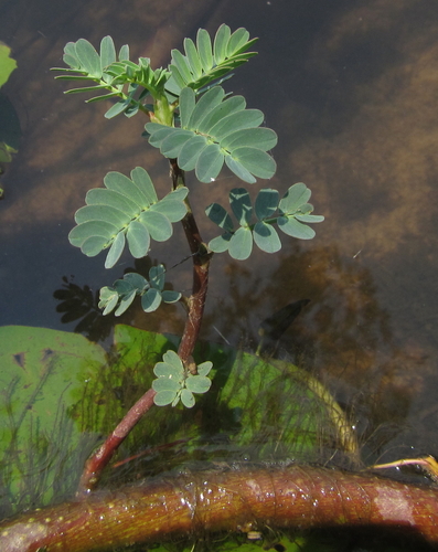 Aeschynomene fluitans, photograph 6