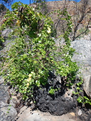 Dioscorea elephantipes