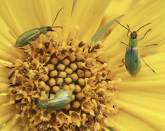 Diabrotica longicornis