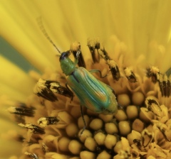 Diabrotica longicornis
