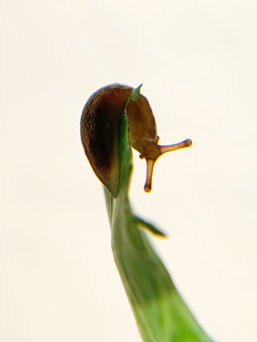 Striped Greenhouse Slug, Central LA, Los Angeles, CA, USA, photo 8 of 10