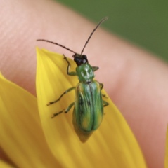 Diabrotica longicornis