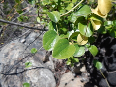 Dioscorea elephantipes