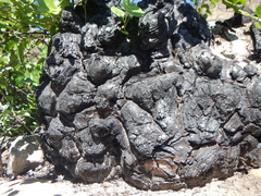 Dioscorea elephantipes